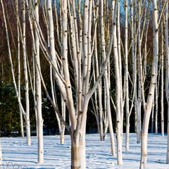 Witte-Himalayaberk-Betula-utilis-jacquemontii-zuilvormige-boom.jpg