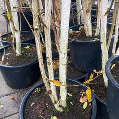 Witte-Himalayaberk-Betula-utilis-jacquemontii.jpg