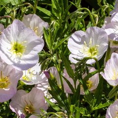 Witte Teunisbloem Oenothera-siskiyou met roze bloemen