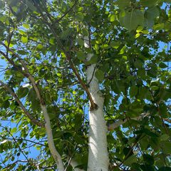 Witte Himalayaberk - Betula utilis subsp. jacquemontii