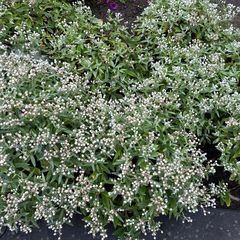 wit bloeiende vaste plant bladhoudend