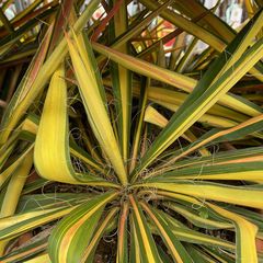 Bont blad Palmlelie - Yucca filamentosa 'Color Guard'