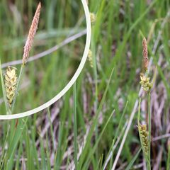 Blauwe zegge - Carex panicea