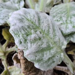 Zilversalie - Salvia Argentea borderplant bijzonder