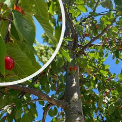 Zoete kers - Prunus avium Kersenboom