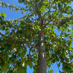 Zoete kers - Prunus avium