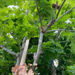 Stieleiche - Quercus robur