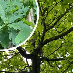 Stieleiche - Quercus robur mit Blättern