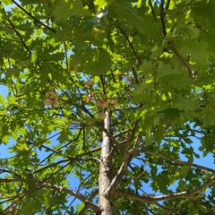 Krone Stieleiche - Quercus robur