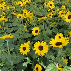 Helianthus 'Sunblast' - Grote aantallen bloemen