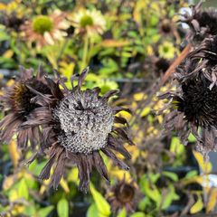 Zonnehoed - Echinacea purpurea 'Green Jewel' in de herfst