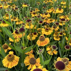 Kopergele bloemen met bruin hart