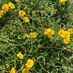 Halbschatten-Sonnenblume - Helianthemum 'Golden Queen'