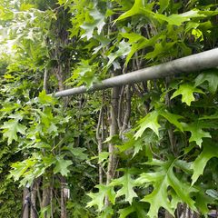 Zuil Moeraseik - Quercus palustris 'Green Pillar'
