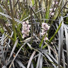Schwarzes Gras - Ophiopogon 'Niger' in voller Blüte