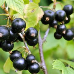 Zwarte aalbes - Ribes nigrum 'Titania'