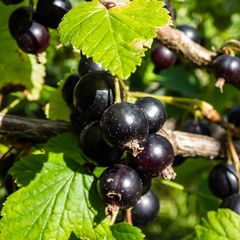 Zwarte-bes-Ribes-nigrum lowberry 'Little Black Sugar'