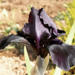 Zwarte lis - Iris Chrysographes 'Black Knight' 