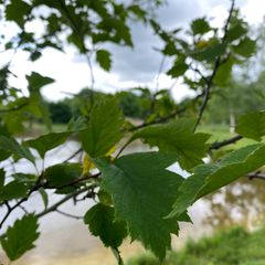 Blad Zwarte meidoorn - Crataegus chlorosarca