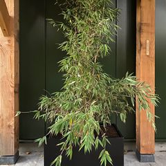 Zwarte rechthoek plantenbak met bamboe