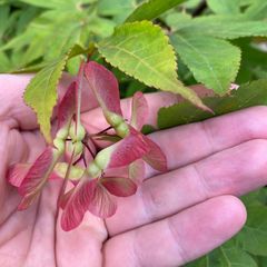 Vrucht Japanse Esdoorn - Acer palmatum 'Osakazuki'