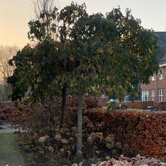 Amberboom op stam (foto december)