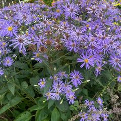 Grootbladige Aster - Macrophyllus 'Twilight' in bloei