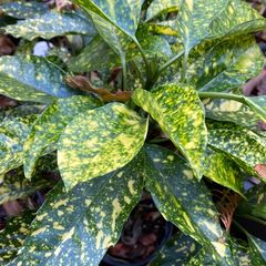 Aucuba Japonica Golden King broodboom - gevlekt blad struik voor borders