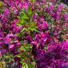 Azalea japonica 'blaauw's Pink'