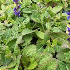 Blad Salie - Salvia Uliginosa