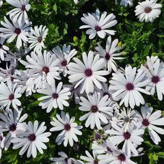 Spaanse margriet - Osteospermum 'Asti white'