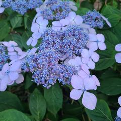 Hortensia - Hydrangea macrophylla 'Blauling' tuinplanten heesters blauw