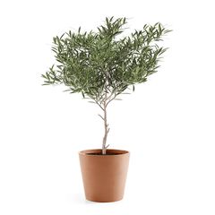 Großer runder Blumentopf mit Olivenbaum