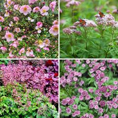 Roze bloeiende vaste planten kleigrond tuinklei