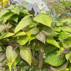 Catalpa bignonioides 'Nana'