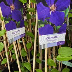 clematis-jackmanii.jpg