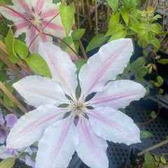 Clematis 'Nelly Moser' bloei