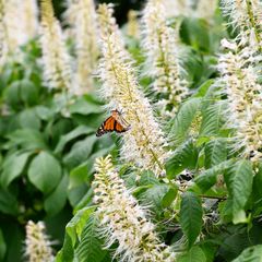 clethra struik hummingbird schijnels bloemen