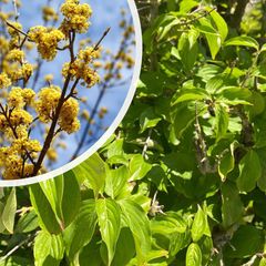 Gelber Hartriegel - Cornus mas - Gelbe Blüten