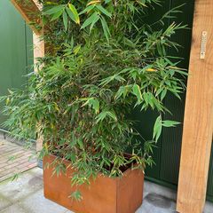 cortenstaal-rechthoek-plantenbak-bamboe.jpg