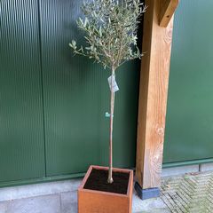 Würfel Cortenstahl Pflanzgefäß mit Olivenbaum