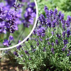 Gewöhnlicher Lavendel - Lavandula angustifolia 'Dwarf Blue' in Blüte
