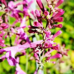 Agastache dropplant roze bloeikleur