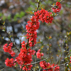 Dwergkwee - mooie maartbloeier in de tuin