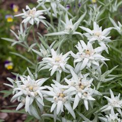 Alpen edelweiss - Leontopodium alpinum
