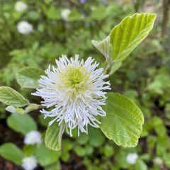 Fothergilla major bloei