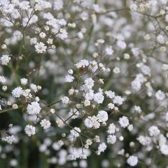 gipskruid-plant-Gypsophila-paniculata.jpg