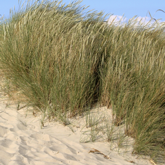Helmgrassen duingras strandtuin