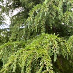 himalaya-cedar-takken.jpg