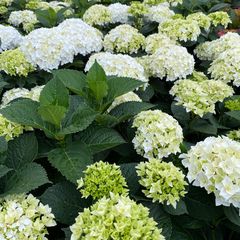 Bolhortensia - Hydrangea 'Florencia'